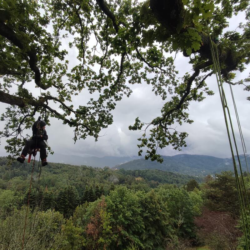 Baumpfleger mit Aussicht 